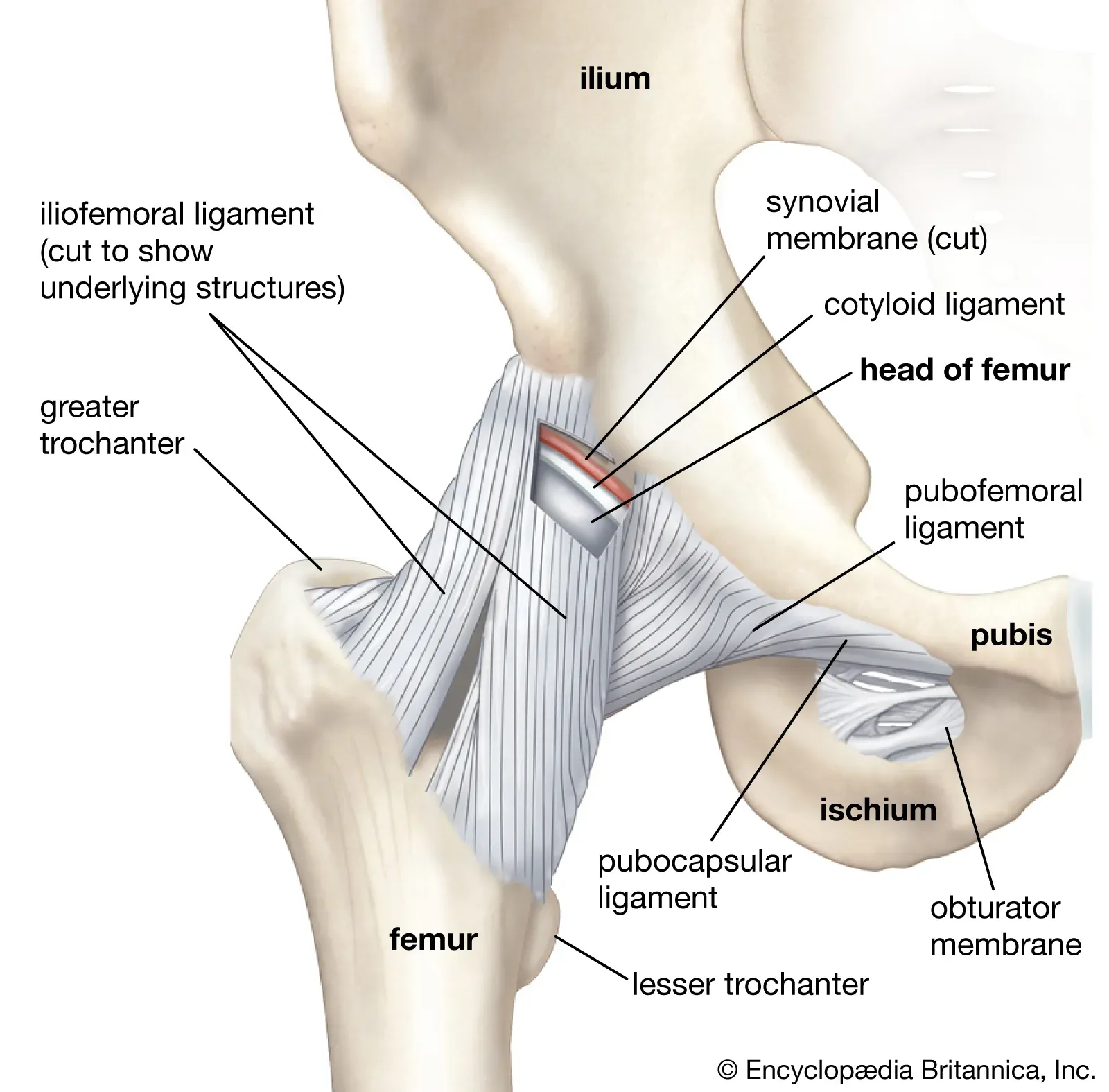 Beyond the Hype: Understanding the Science Behind Hip Dips